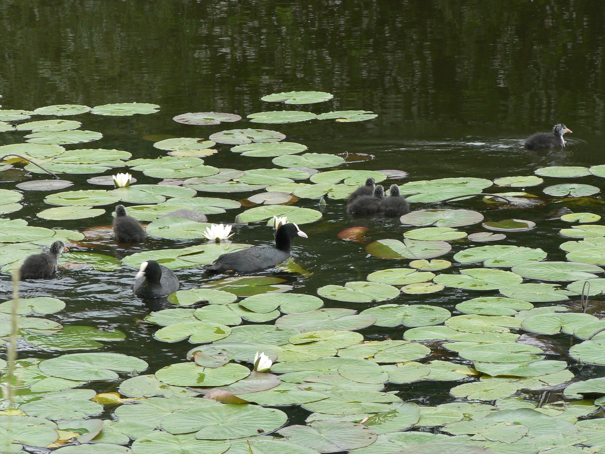 Pasari salbatice - p1030398.JPG